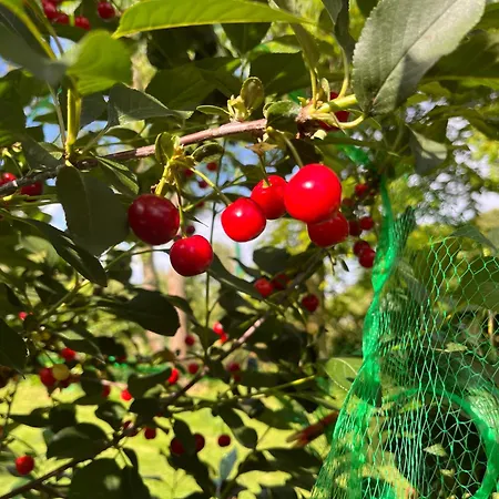 Feriehus De Oase Lith